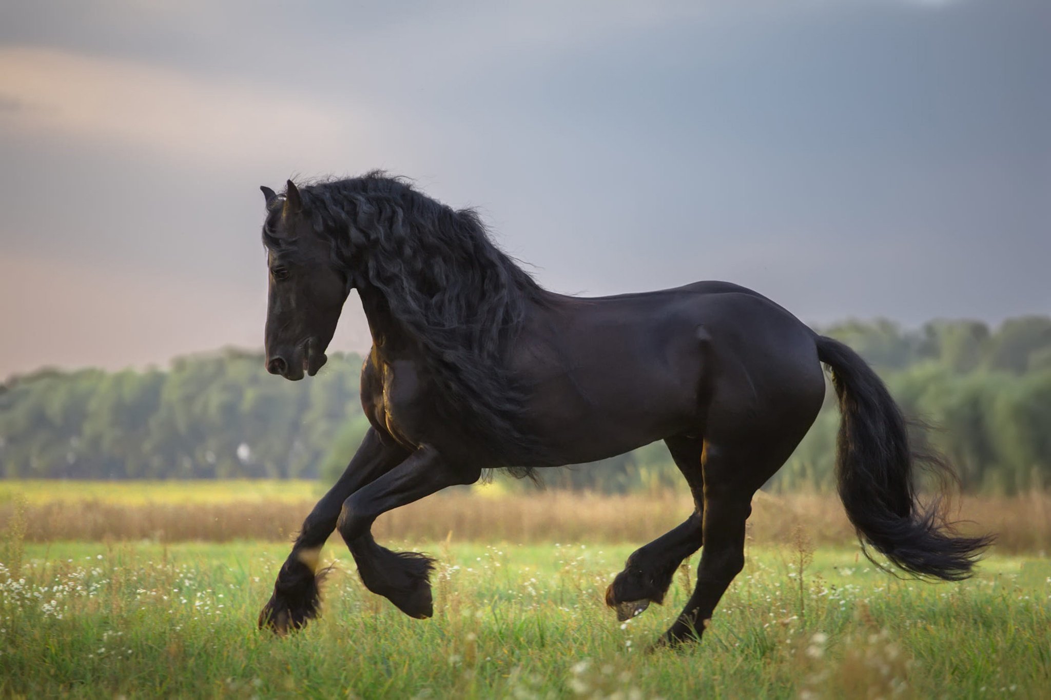 Фотография черного коня