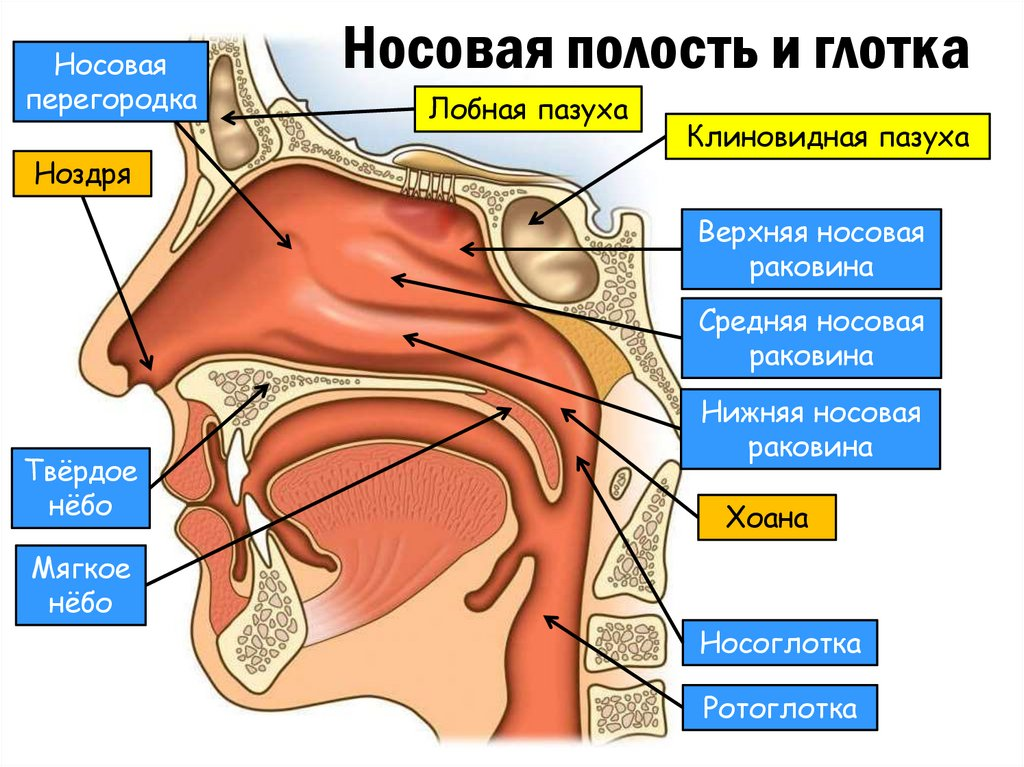 Строение носовой полости человека анатомия. Полость носа анатомия строение. Носовая полость строение 8 класс биология. Носоглотка строение анатомия.