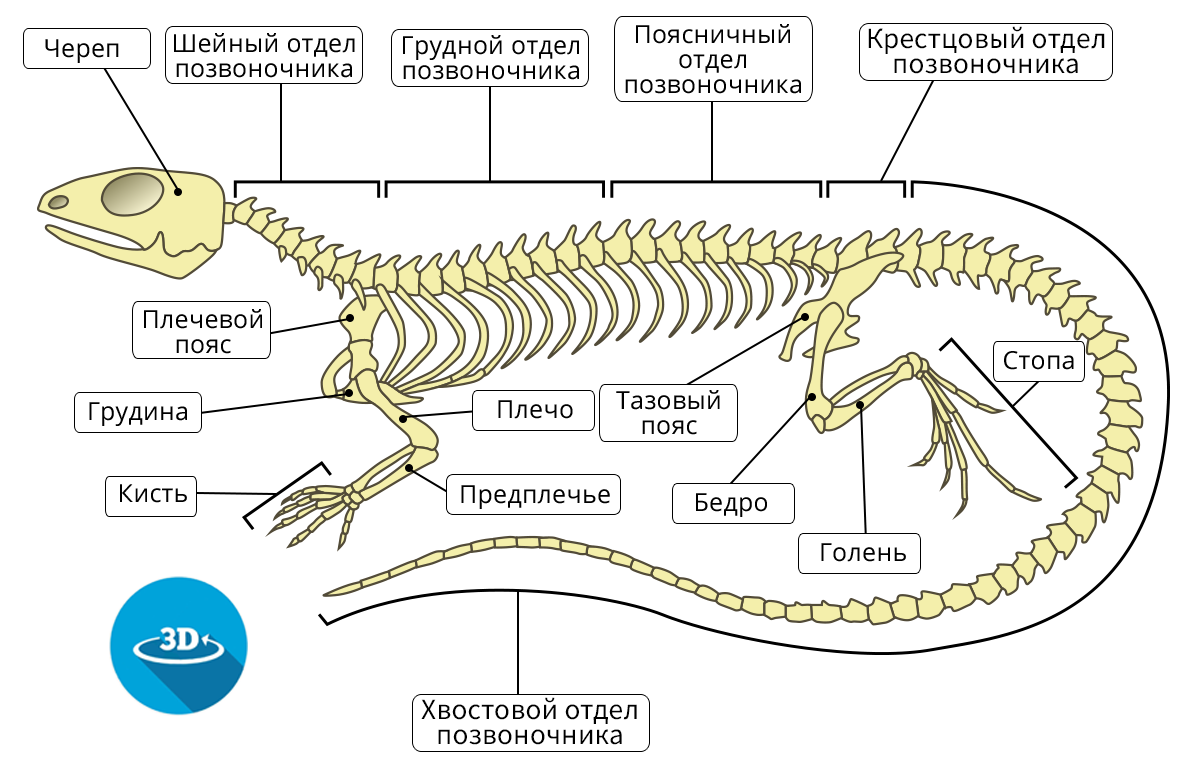 Отделы позвоночника крокодила. Скелет ящерицы строение скелета. Строение скелета ящерицы. Строение Саламандры скелет. Осевой скелет крокодила.