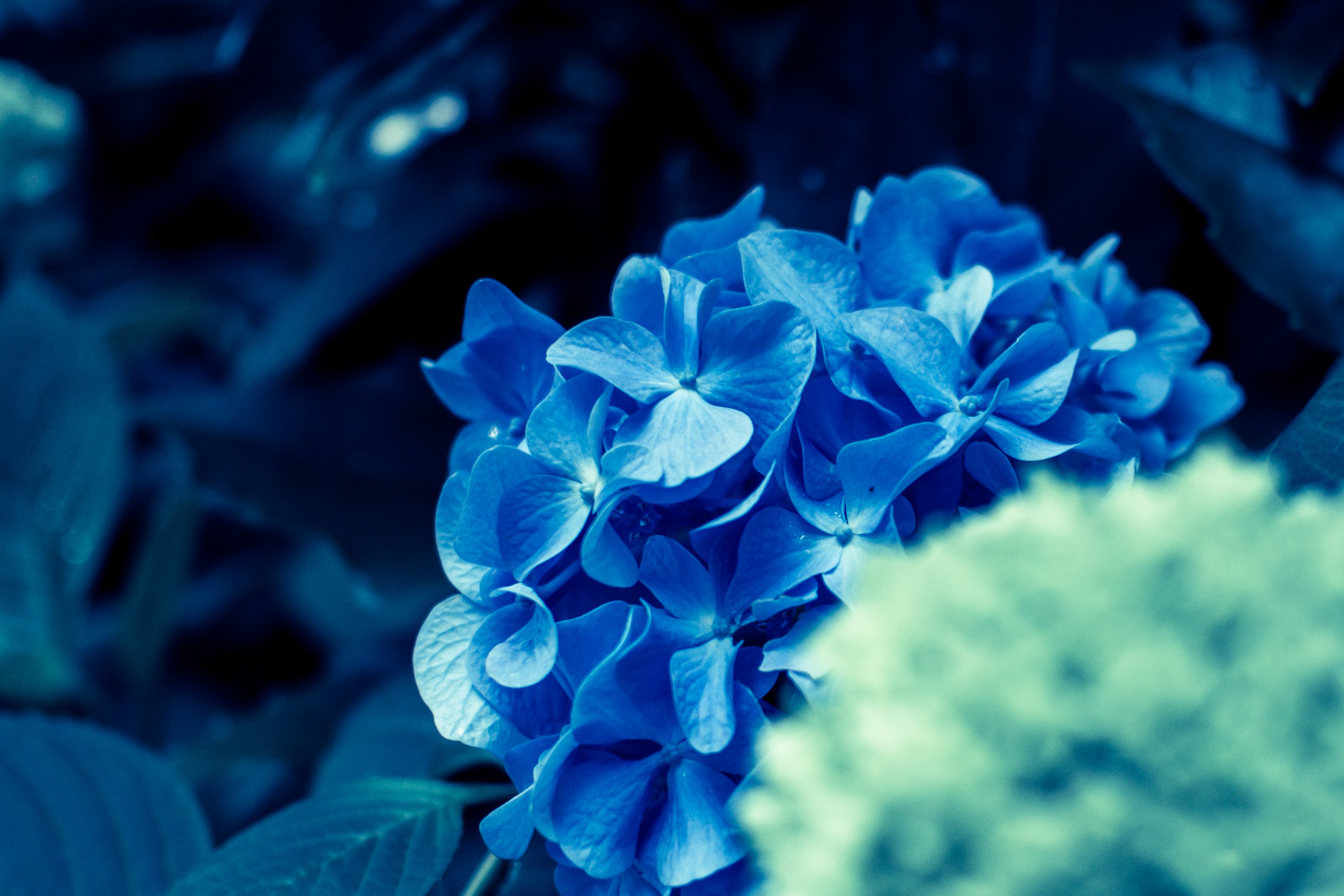 Синие свободные. Синие цветы. Красивый синий цвет. Цветы в голубых тонах. Ярко синие цветы.