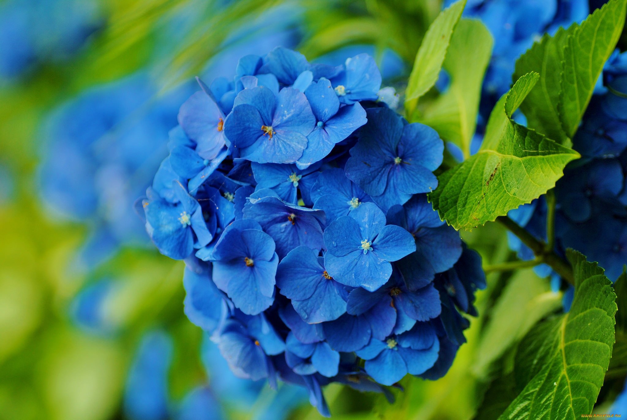 Голубая синь. Гортензия синяя. Гортензия синяя птица. Цветы голубые гортензия. Синие цветы гортензия.