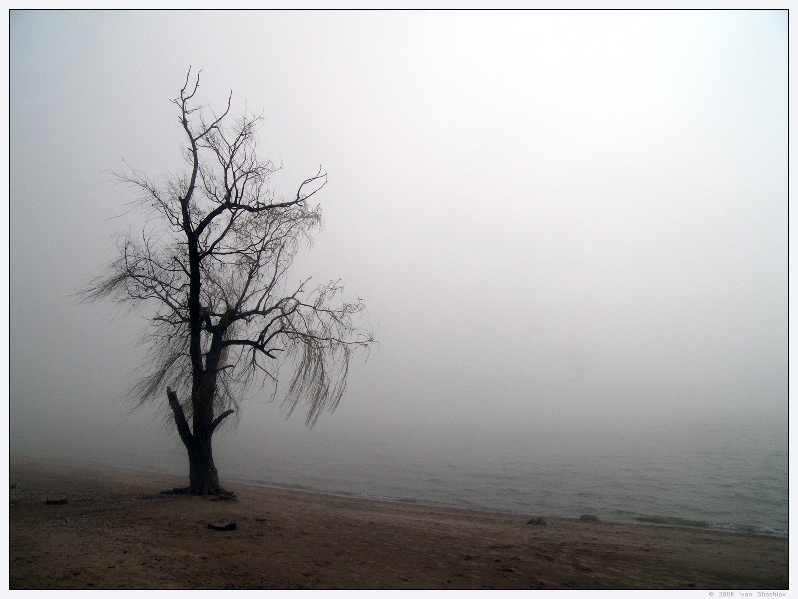 Одинокое дерево. Деревья в тумане. Грустное дерево. Одинокая дерева в тумане. Скука 5 букв