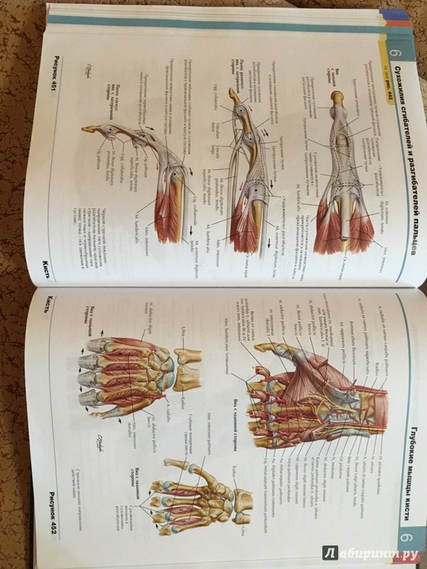 Атлас фрэнк. Анатомический атлас человека Фрэнк Неттер. Атлас анатомии человека Фрэнк Неттер 4 издание. Атлас по анатомии Фрэнк Неттер. Анатомия человека Неттер 2021.