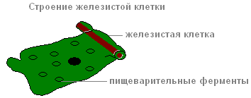 Железистые клетки гидры