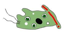 Функции клеток энтодермы