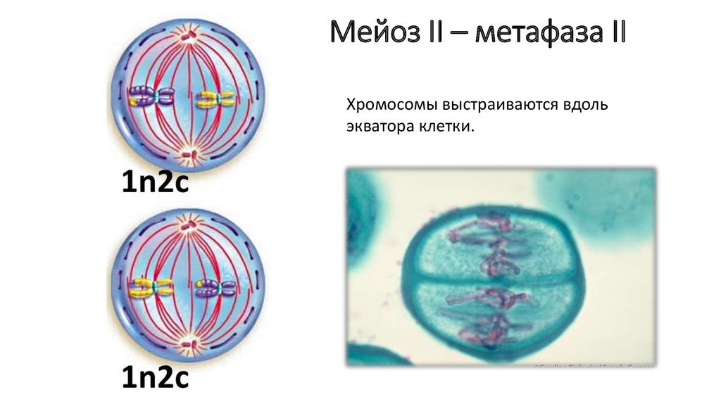 Мейоз анафаза 2 набор хромосом. Мейоз 2 метафаза 2. Фазы деления мейоза метафаза. Метафаза 1. Метафаза мейоза 1.