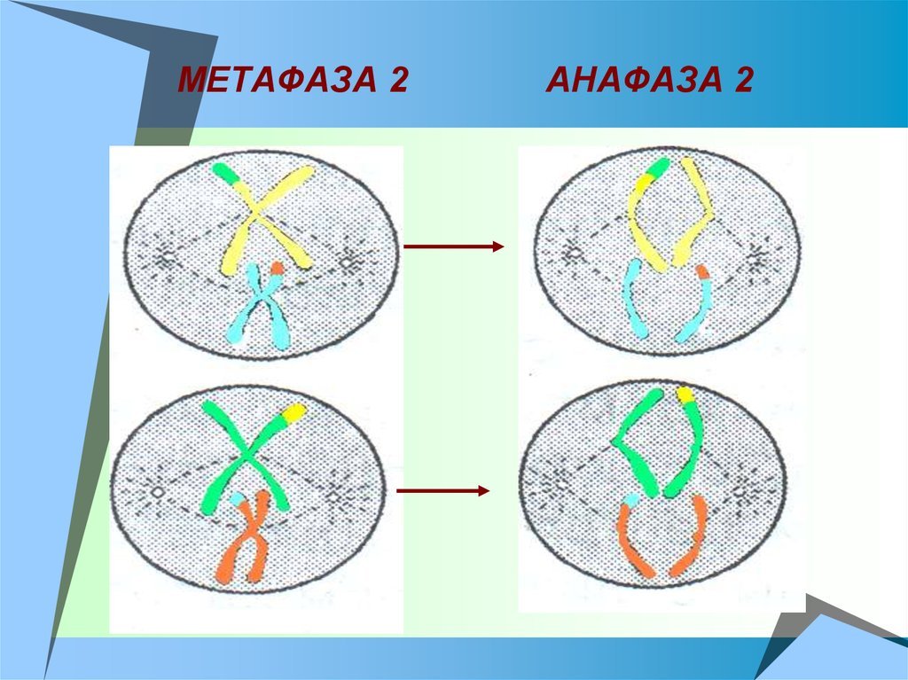 Мейоз анафаза 2 набор хромосом. Анафаза 2. Метафаза мейоза 1. Метафаза мейоза 2. Мейоз 2 метафаза 2.