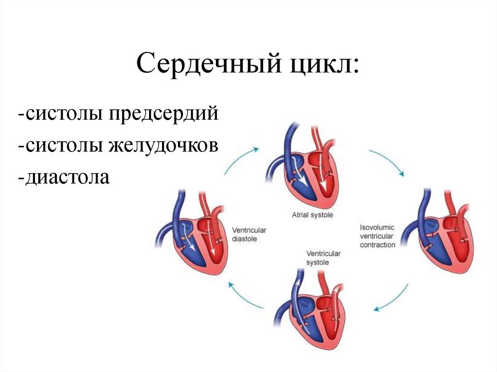 Сокращение предсердий в сердечном цикле. Цикл сердечной деятельности схема. Сердечный цикл.фазы систолы диастолы желудочков. Продолжительность 2 фазы сердечного цикла. Фазы сердечного цикла схема.
