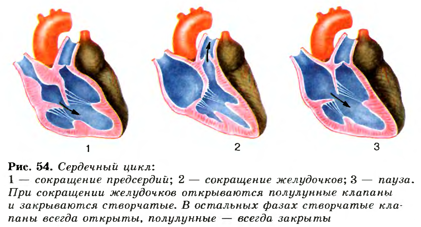 Фазы сердечного цикла схема. Цикл сердечной деятельности схема. Сердечный цикл биология 8 класс. Фазы сердечной деятельности схема.
