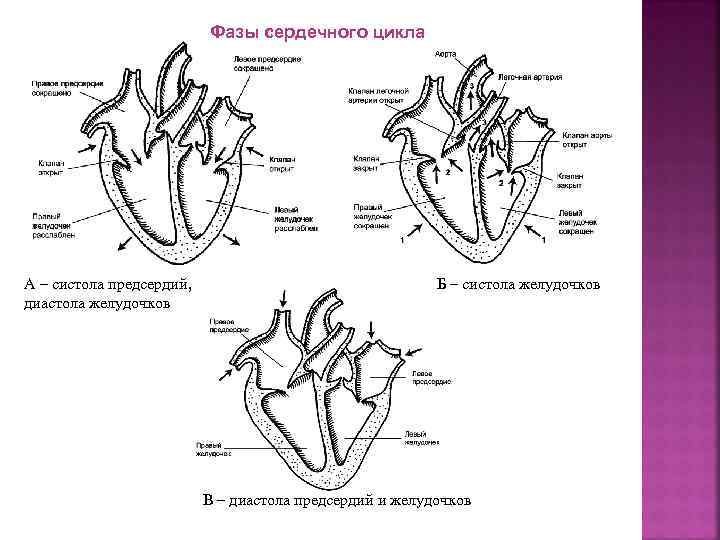 Пассивное наполнение сердца кровью фаза сердечного. Цикл сердечной деятельности схема. Фазы сердечной деятельности схема. Схема систолы и диастолы сердца. Фазы сердечного цикла сокращение предсердий.