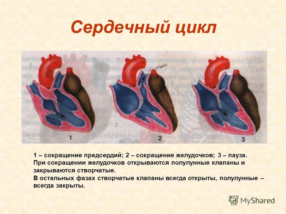 Сокращение предсердий в сердечном цикле. Клапаны сердца сердечный цикл. При сокращении предсердий створчатые клапаны. Сокращение предсердий створчатые клапаны. Створчатые и полулунные клапаны в 1 фазе.