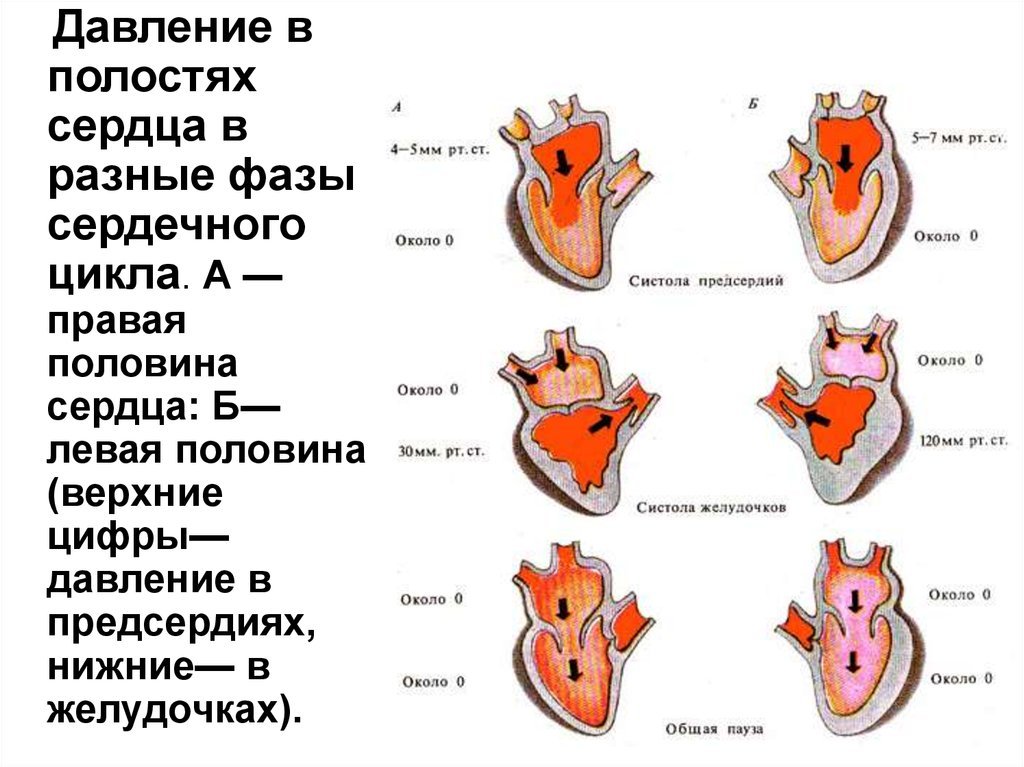 Пассивное наполнение сердца кровью фаза сердечного. Фазы сердечного цикла таблица.