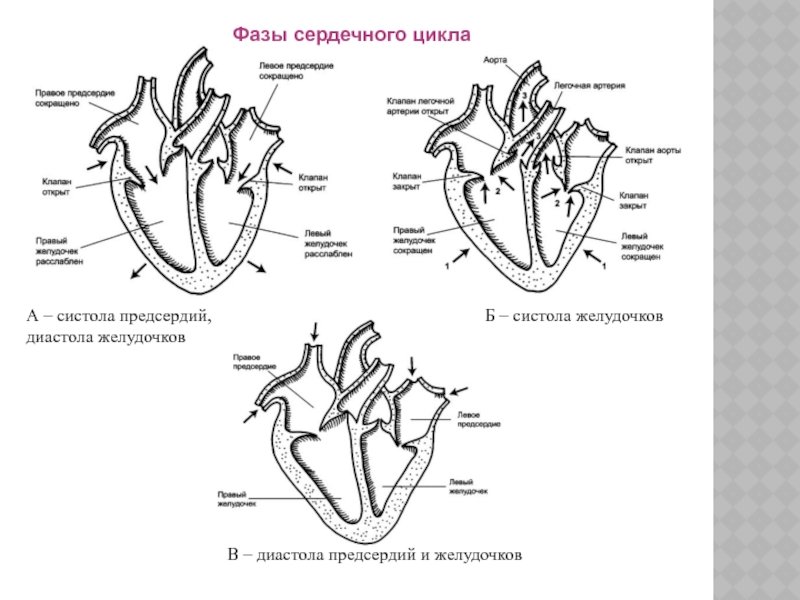 Систола левого предсердия. Фаза сердечного цикла систола желудочков. Систола предсердий систола желудочков и диастола. Строение сердца систола диастола. Описание систолы желудочков.