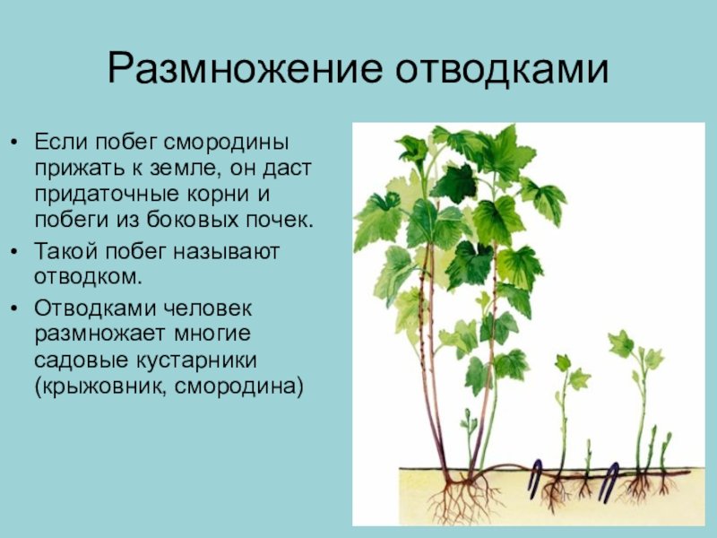 Размножение отводками картинки