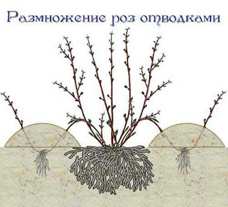 Размножение отводками картинки