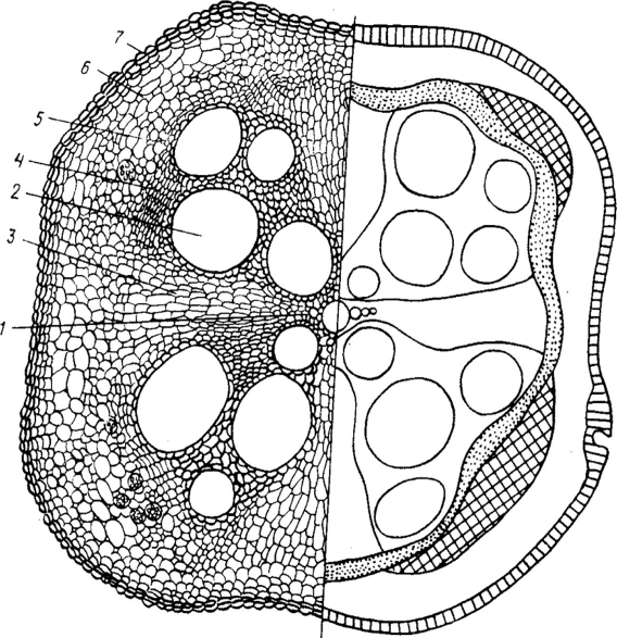 Анатомическое строение стебля тыквы