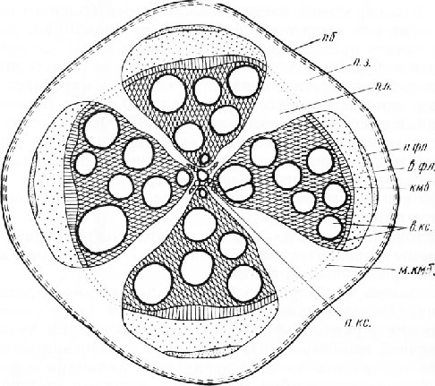 Вторичное строение корня тыквы на поперечном срезе