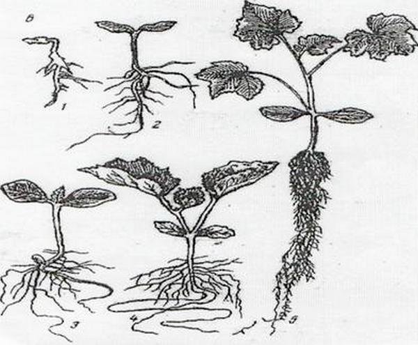 Главный корень боковые и придаточные корни