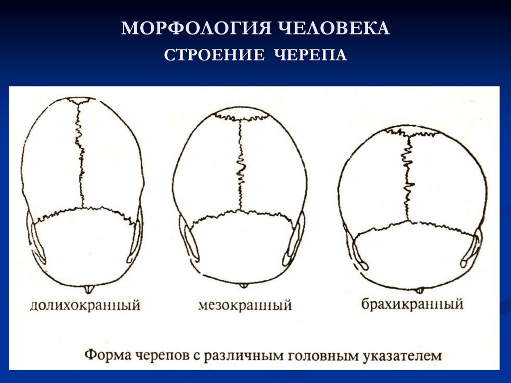 Округлая форма головы