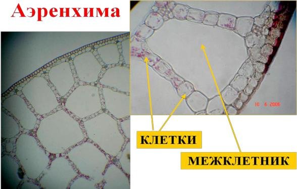 Аэренхима стебля рдеста, поперечный срез.