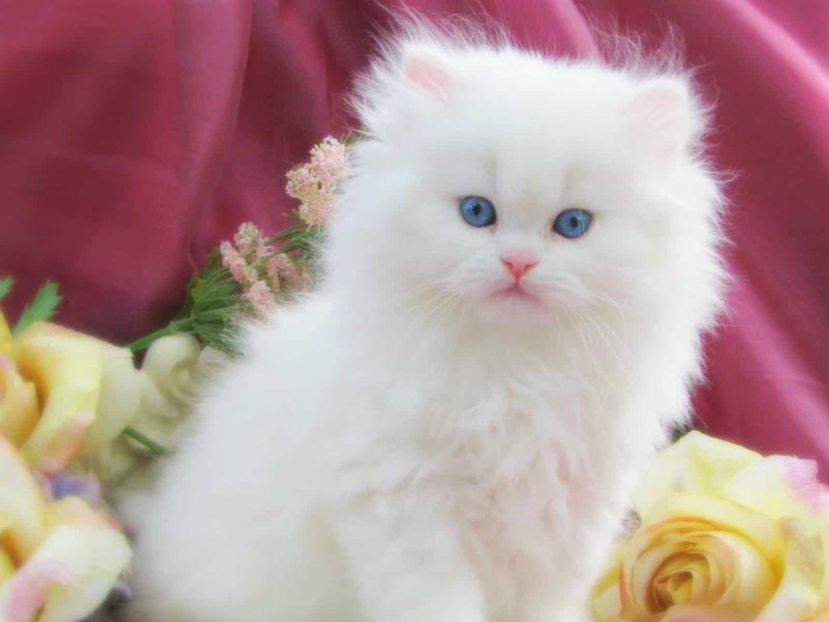 Добрые котята фото. Персидская ангора кошка. Красивые котята. Красивые кошечки. Белый котенок.