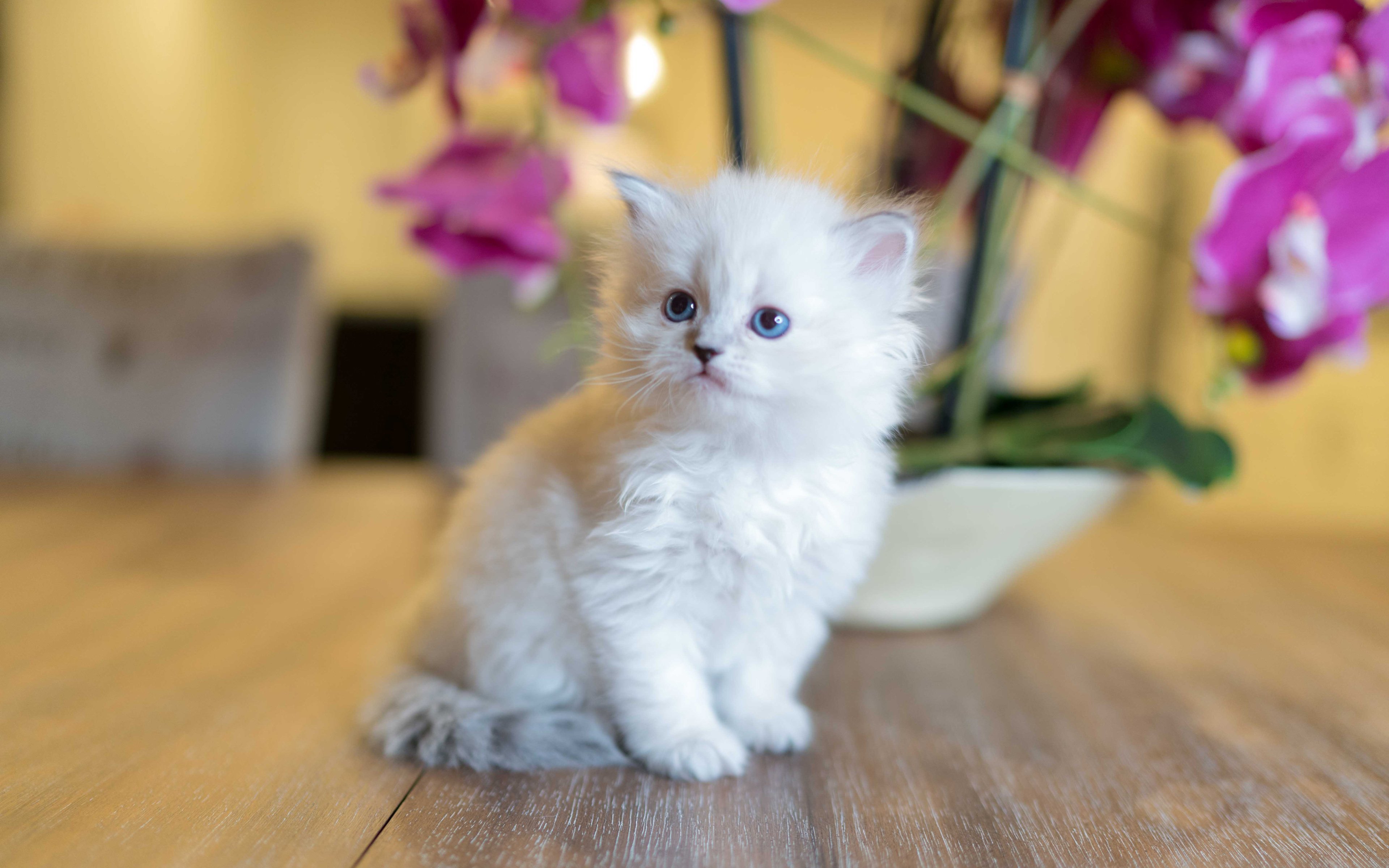 Кошка красивая маленькая. Красивые котята. Пушистые котята. Маленькие котята пушистые. Белый котенок.