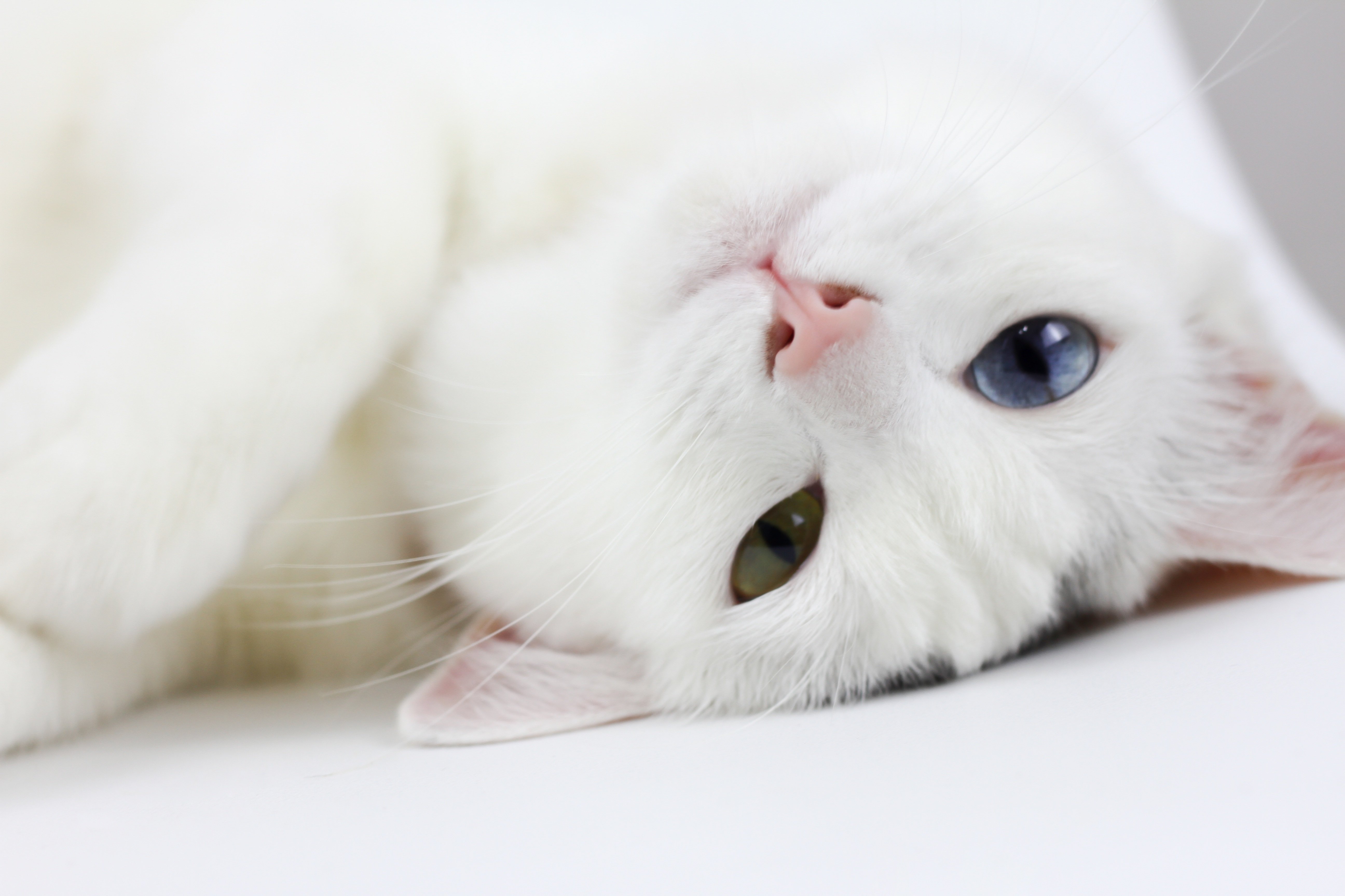 Белые кошечки картинки. Кошка белая. Белый котик. Белая кошка с голубыми глазами. Белый котик с голубыми глазами.