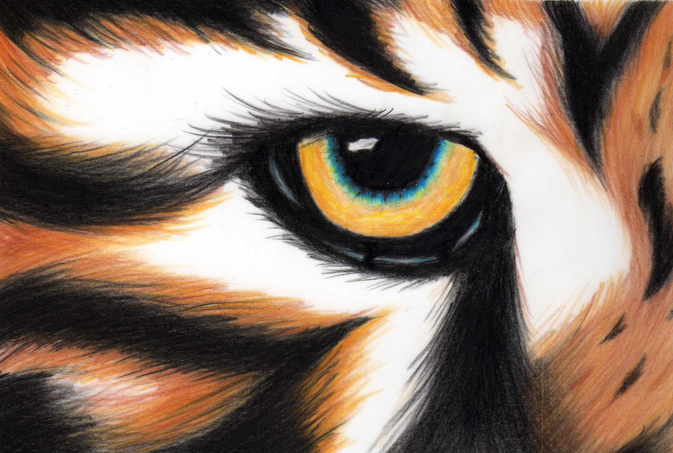 Глаз тигра видео. Глаз тигра. Глаза животных. Тигр глаза. Взгляд тигра.