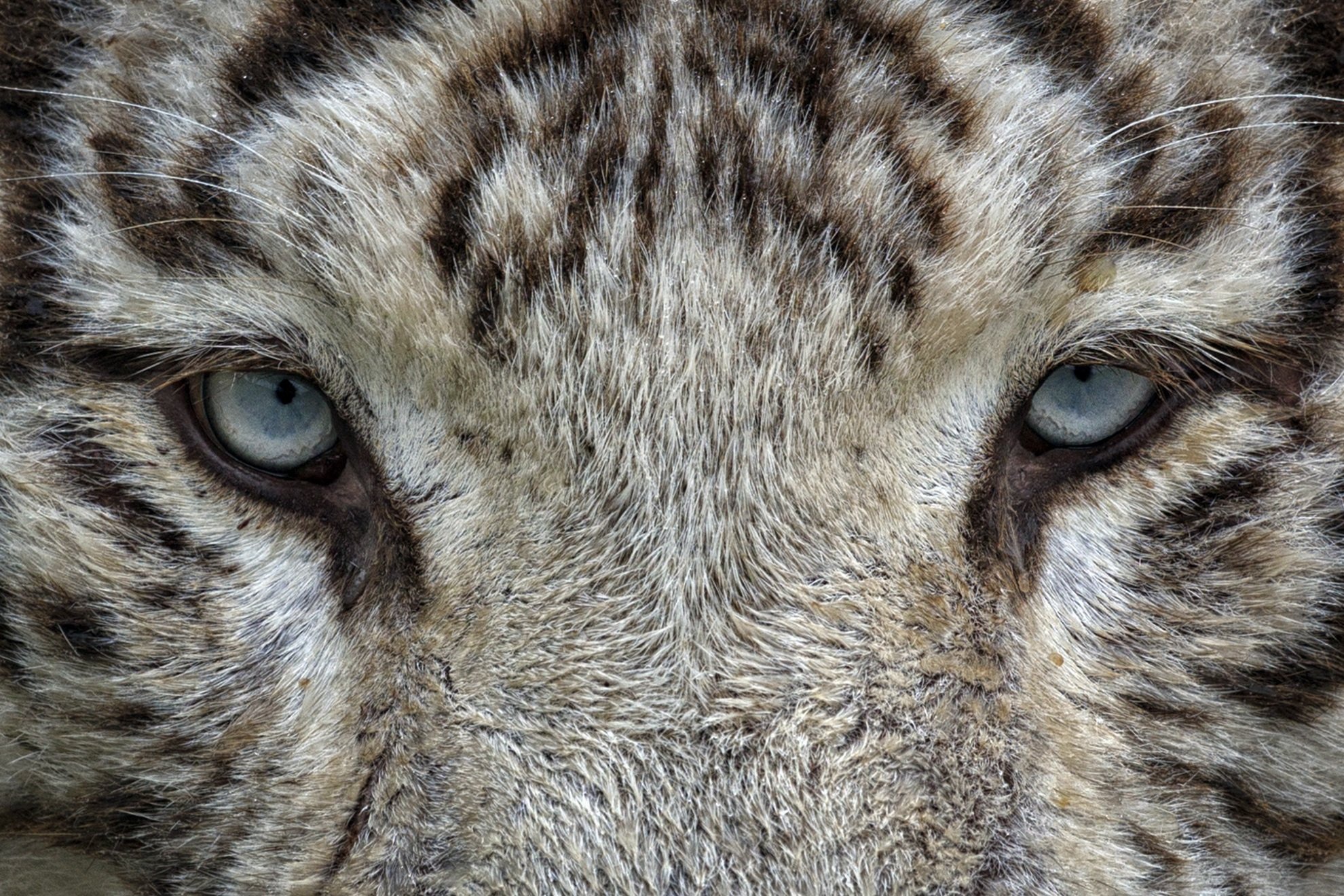 Какие глаза у зверей. Глаз тигра. Тигриный глаз. Морды животных. Тигр глаза.