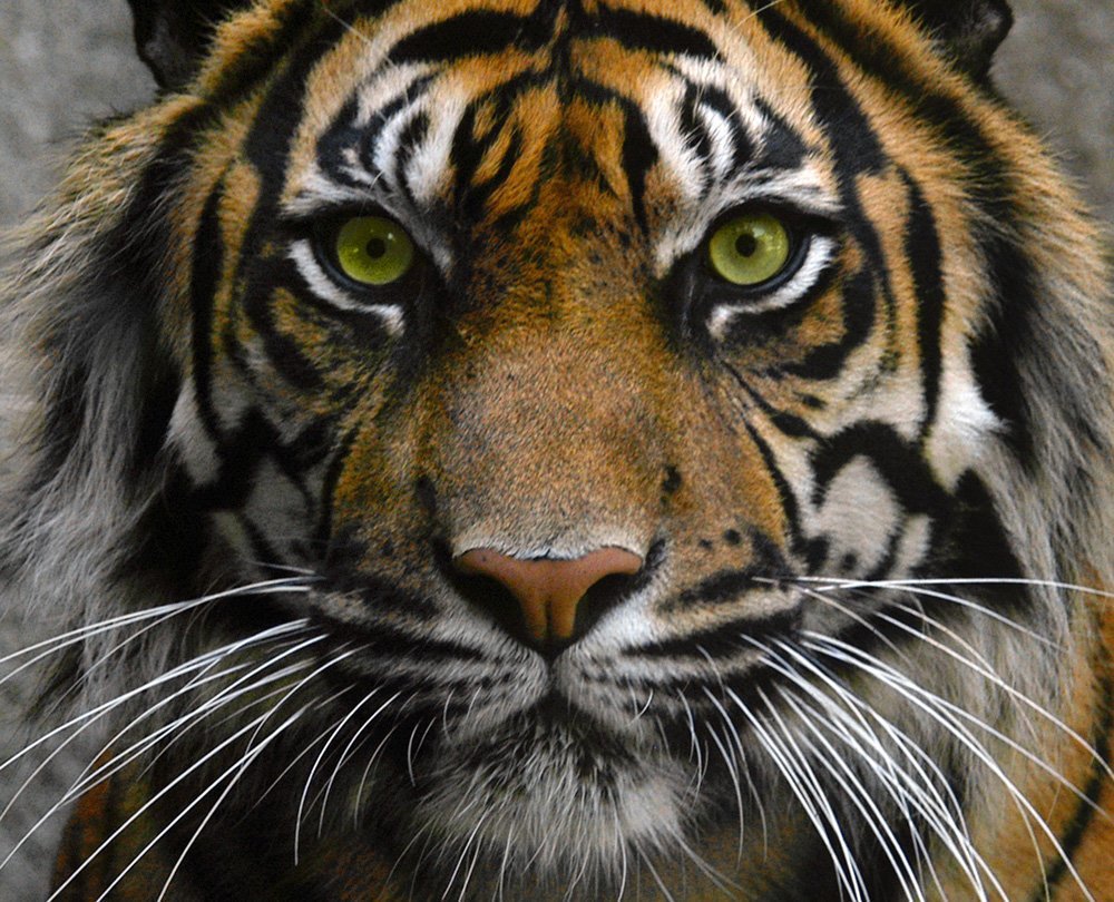 Глаз тигра видео. Взгляд тигра. Тигриный глаз. Морда тигра. Тигр глаза.