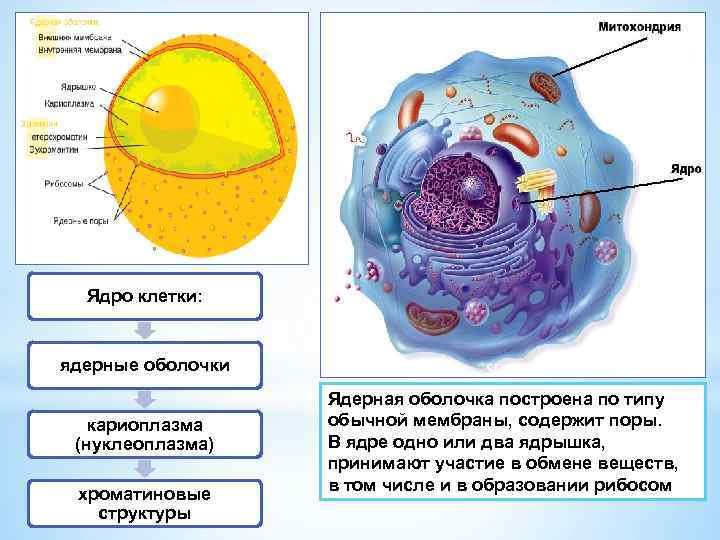 Что расположено в ядре клетки