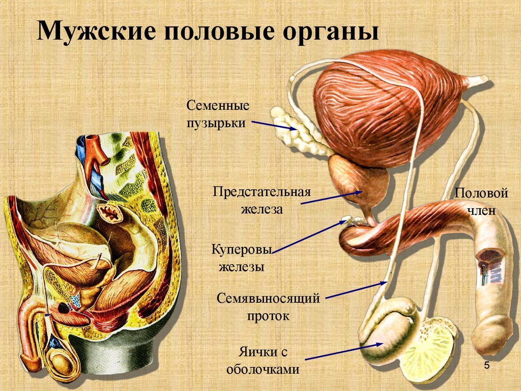 Органы половой системы мужчины. Бульбоуретральные железы (куперовы железы). Семенной пузырек мужские половые органы. Строение мужской мочеполовой системы анатомия. Семенные пузырьки предстательная железа бульбоуретральная железа.
