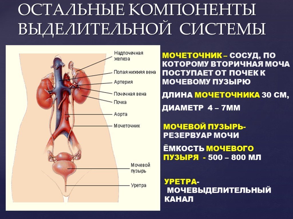 Мочевые органы мужчины. Мочеполовая система анатомия человека мочевой пузырь. Почки мочеточники мочевой пузырь строение. Строение почки и мочевого пузыря. Мочевой пузырь мочеточники анатомия функции.