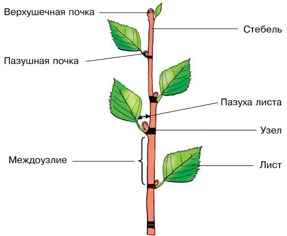 Побег узел междоузлие пазуха листа
