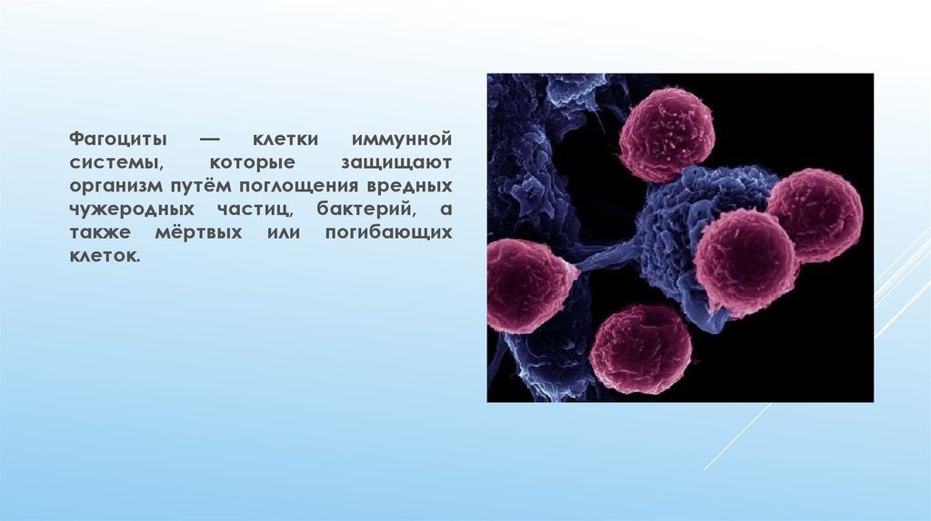 Макрофаги фагоцитоз. Макрофаги, фагоциты, лимфоциты. Фагоцитоз микрофаги и макрофаги. Микрофаги: нейтрофилы фагоцитоз. Фагоцитирующие клетки иммунной системы.