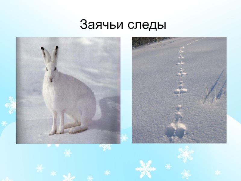 Вид заячьих следов. Следы зайца русака. Следы зайца беляка на снегу. Заяц и Заячий след. Заячьи следы.