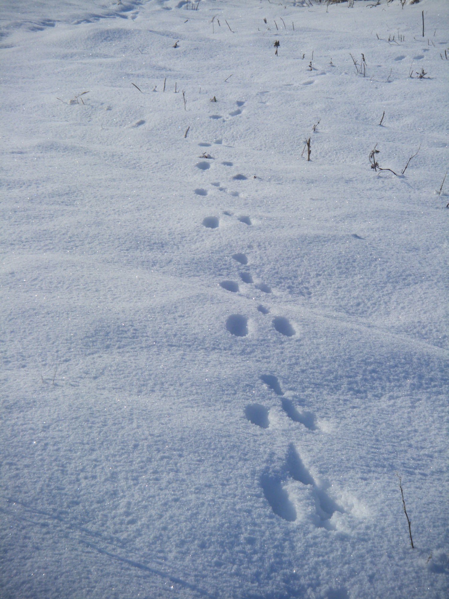 Вид заячьих следов. Следы зайца беляка на снегу. Следы зайца беляка. Следы зайца заячьи следы. Заячьи следы на снегу.