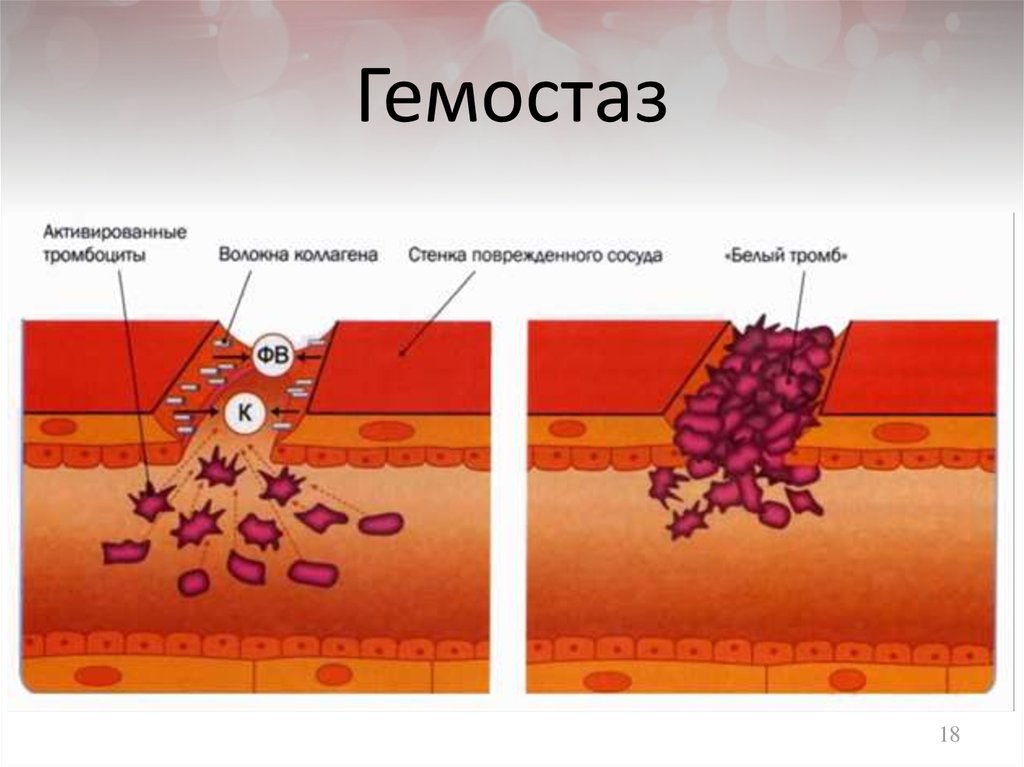 Разрыв кровеносного сосуда. Гемостаз образование тромбоцитарного тромба и. Механизм адгезии тромбоцитов. Тромбоциты крови тромб образование. Повреждение кровеносного сосуда формирование тромба.