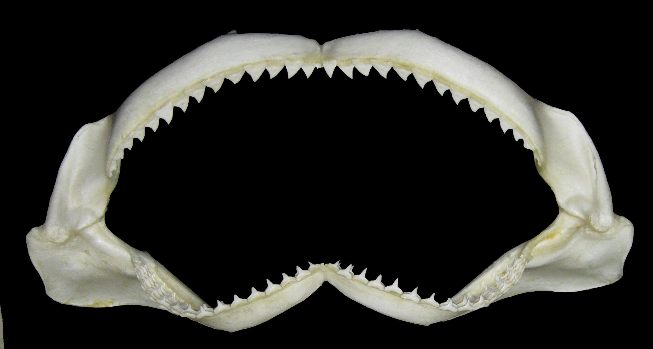 Зубы кошки и зубы акулы. Зуб акулы МЕГАЛОДОН. МЕГАЛОДОН челюсть. Челюсти акулы геликоприон. Скелет акулы МЕГАЛОДОН.
