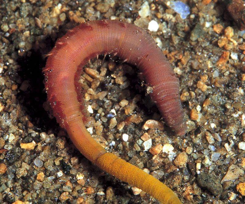 Морской червь размер. Многощетинковые черви пескожил.