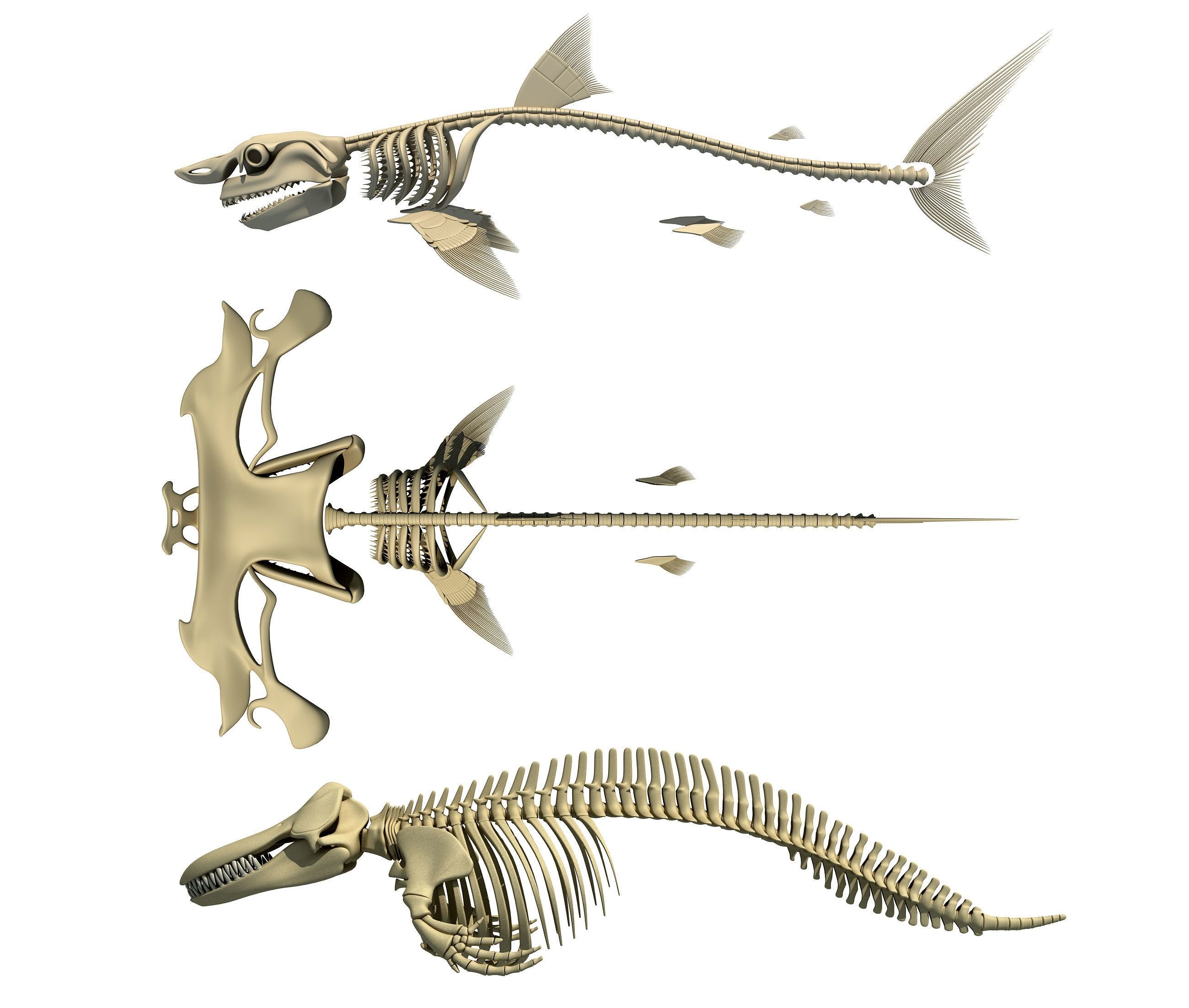 Хрящевой скелет акулы