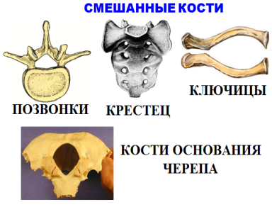 Смешанные кости позвонки