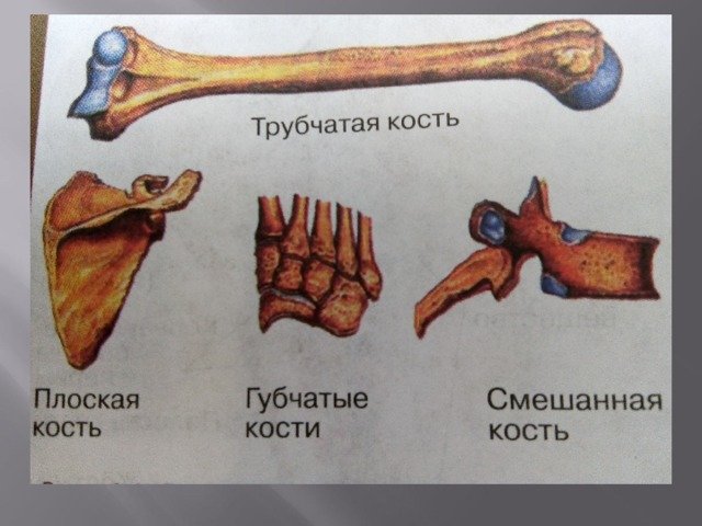 Выберите губчатую кость. Кости трубчатые губчатые плоские смешанные. Трубчатые кости и губчатые кости. Классификация костей человека. Губчатая кость человека.