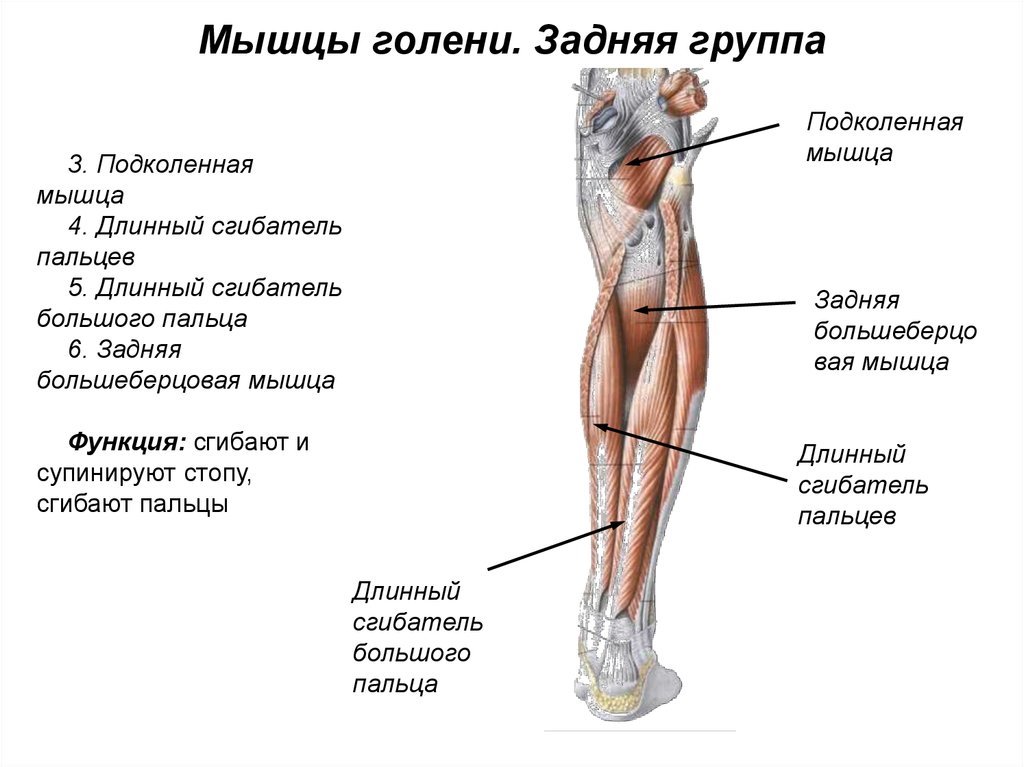 Часть ноги на б. Нога человека название. Части ноги. Название всех частей ноги. Части ноги человека названия.
