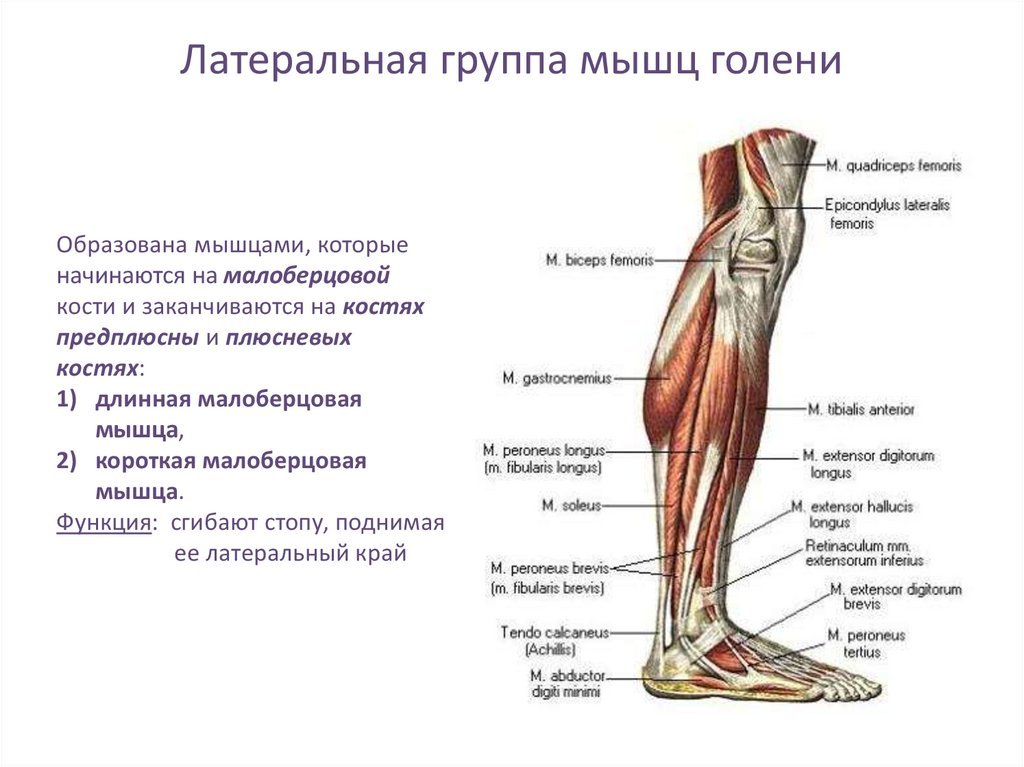 Часть ноги на б. Мышцы нижней конечности вид сбоку. Мышцы голени вид спереди и сбоку. Мышцы голени и стопы правой вид сбоку.