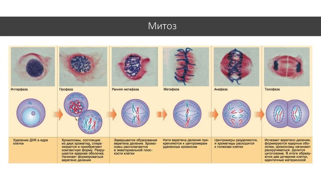 Процесс деления клетки этапы. Стадии деления клетки митоз. Фазы деления клетки митоз рисунок. Этапы деления клетки митоз. Деление ядра и клетки митоз.