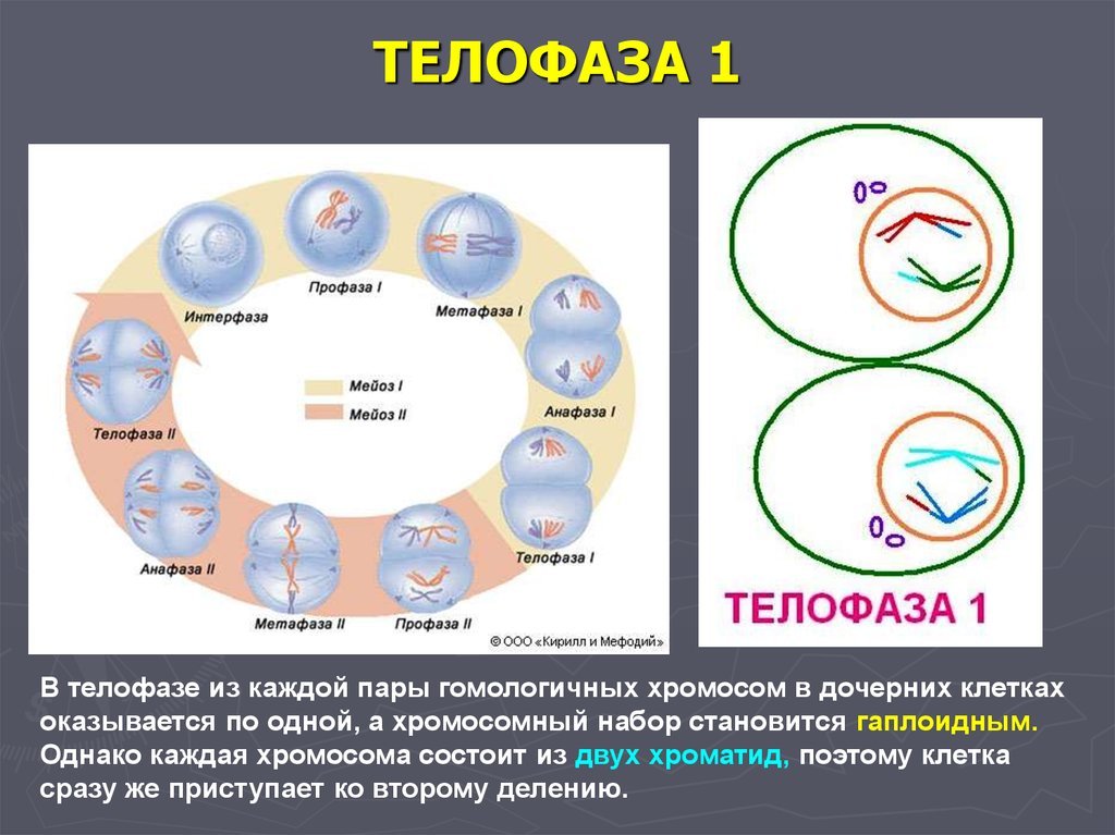 Сколько хромосом в телофазе мейоза 1. Телофаза 2. Мейоз 1 телофаза 1. Телофаза 2n2c. Мейоз 2 телофаза 2.