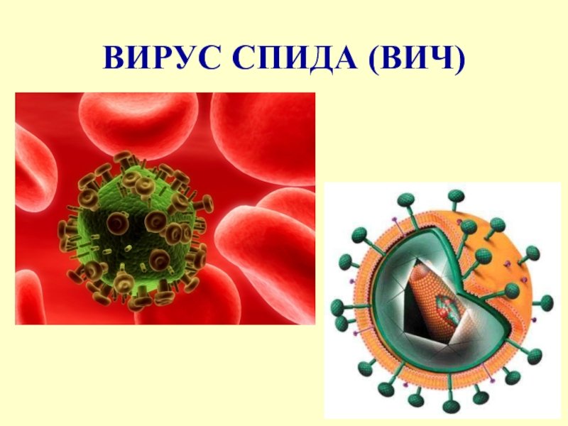 Вич биология. Вирус СПИДА. Вирус ВИЧ. ВИЧ изображение вируса. Вирус СПИДА рисунок.