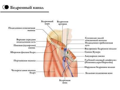 Бедренный канал топографическая анатомия