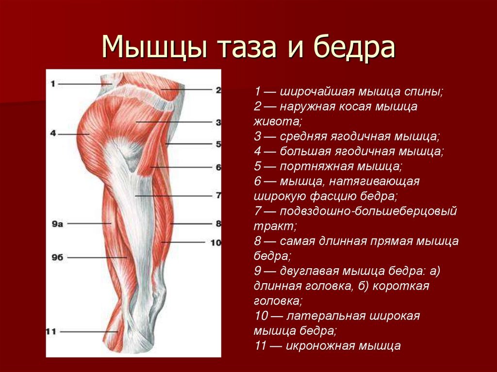 Бедро часть тела человека. Мышцы тазового пояса анатомия. Анатомия таза и бедренной кости мышцы. Схема мышц таза и бедра. Мышцы передней поверхности бедра анатомия.